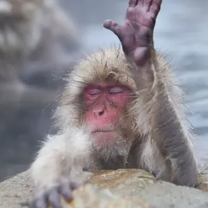 Snow Monkey in Serene Relaxation Print