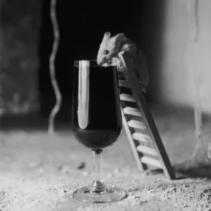 Soused Mouse Print, 1954