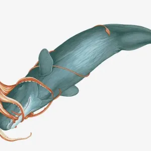 Giant Squid Attacking Sperm Whale Print Giant Squid Attacking Sperm Whale Print