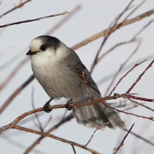 Gray Jay Print, Yukon Territory, Canada