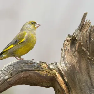 Greenfinch Print - Tyrol, Austria Greenfinch Print - Tyrol, Austria