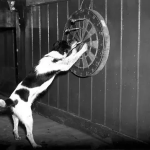 Fine Art Storehouse Print of Doggy Darts, 15th May 1939