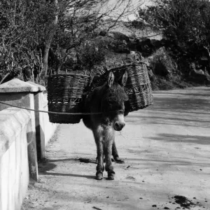 Donkey Donkey