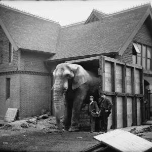 The Original Jumbo Animal Print