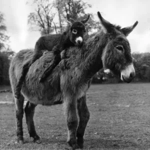 Mother Love Print: A Mother Donkey with Her Baby