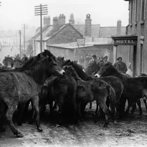 Exmoor Ponies at Auction Print