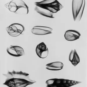 X-Ray Twelve Shells X-Ray Twelve Shells