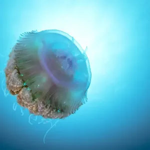 Jellyfish Print on the Great Barrier Reef Jellyfish Print on the Great Barrier Reef