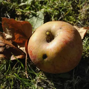 Maggot-ridden Windfall Apple Print Maggot-ridden Windfall Apple Print