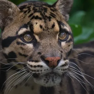 Clouded Leopard Print: Lush Undergrowth Portrait Clouded Leopard Print: Lush Undergrowth Portrait