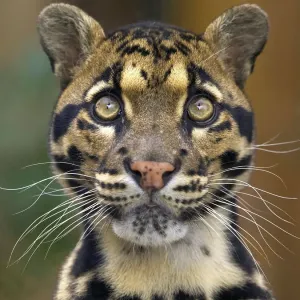 Clouded Leopard Print - Majestic Feline with Large Eyes Clouded Leopard Print - Majestic Feline with Large Eyes