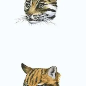 Clouded Leopard Print: Big Cat Heads Sequence Clouded Leopard Print: Big Cat Heads Sequence