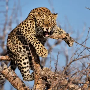 Namibian Leopard Print: Hissing on a Tree Namibian Leopard Print: Hissing on a Tree