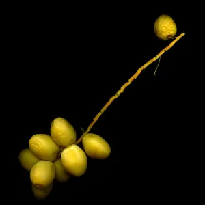 Fresh Dates Print Against Black Background by Magda Indigo Fresh Dates Print Against Black Background by Magda Indigo