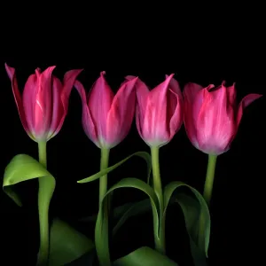 Fine Art Storehouse Print of Pink Tulips (Magda Indigo) Fine Art Storehouse Print of Pink Tulips (Magda Indigo)