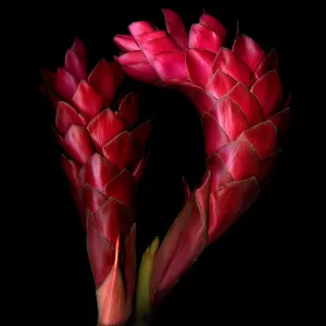 Red Ginger Flowers Print - Magda Indigo Two Blooms Red Ginger Flowers Print - Magda Indigo Two Blooms