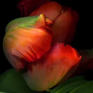 Rococo Parrot Tulip Print - Magda Indigo Rococo Parrot Tulip Print - Magda Indigo