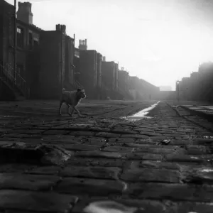 Dog Walking Print: A dog walking in Manchester's slums Dog Walking Print: A dog walking in Manchester's slums