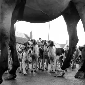 Hounds and Horse Print, Pytchley Hunt Meeting Hounds and Horse Print, Pytchley Hunt Meeting
