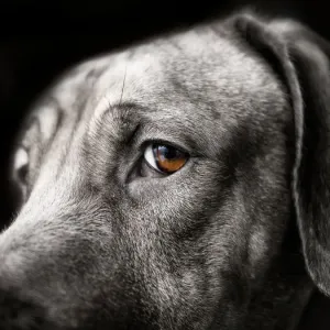 Rich Brown Eye Print of a Watchful Rhodesian Ridgeback Rich Brown Eye Print of a Watchful Rhodesian Ridgeback