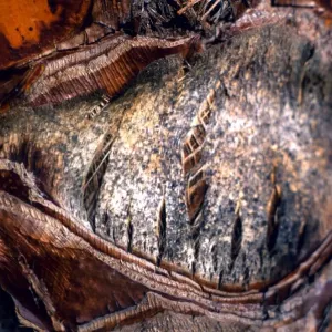 Texture - abstract Texture - abstract