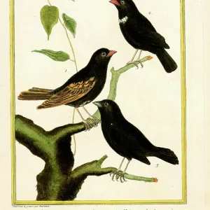 Sparrows from Macao, Java, and Cayenne Print Sparrows from Macao, Java, and Cayenne Print