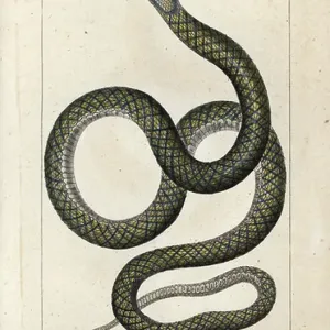 Amethystin- oder Schrubpython, Amethystpython, Morelia amethistina. Handkolorierter Kupferstich von Jussieus Wörterbuch der Naturwissenschaften 1816-1830. Amethystin- oder Schrubpython, Amethystpython, Morelia amethistina. Handkolorierter Kupferstich von Jussieus Wörterbuch der Naturwissenschaften 1816-1830.