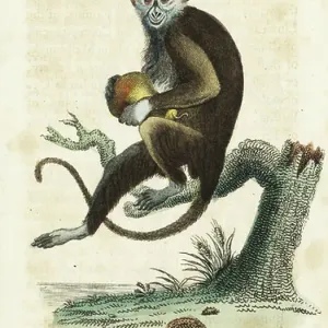 Diana Monkey Holding a Pear Print, 1800 Diana Monkey Holding a Pear Print, 1800