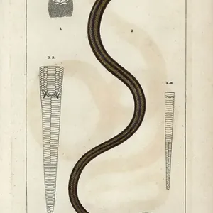 Indian Python Species Print, 1816-1830 Indian Python Species Print, 1816-1830