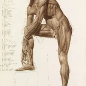 Anatomische Studie zur menschlichen Muskulatur im Stil von Praxiteles Anatomische Studie zur menschlichen Muskulatur im Stil von Praxiteles