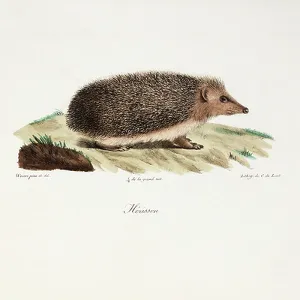 Fine Art Print of Hedgehog, 1824 (Plate) Fine Art Print of Hedgehog, 1824 (Plate)