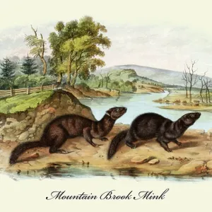 Mountain Brook Mink Print Mountain Brook Mink Print