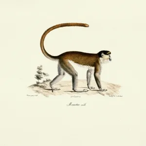 Blue Monkey Print, 1824 Hand-Coloured Lithograph Blue Monkey Print, 1824 Hand-Coloured Lithograph