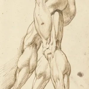 Fine Art Print: Rubens Ecorche Study of Male Nude Legs Fine Art Print: Rubens Ecorche Study of Male Nude Legs