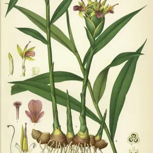 Fine Art Print of Zingiber officinale, 1887 Chromolithograph
