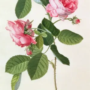 The Common Provence Rose Print The Common Provence Rose Print