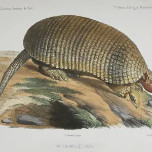 Riesenkänguruhr (Priodontes gigas.)