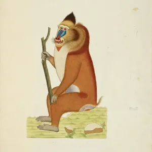 Mandrill Watercolour Print BL3306912 Mandrill Watercolour Print BL3306912