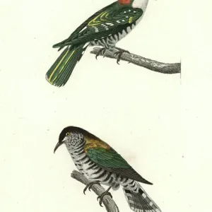 Diederik-Kuckuck, Chrysococcyx caprius, und glänzender Bronzekuckuck, Chrysococcyx lucidus. Handfarbener Kupferstich aus René-Primevère Lessons Complements de Buffon, Pourrat Frères, Paris 1838.