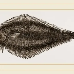 Schwarze Bass Schwarze Bass