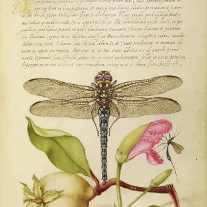 Print of a Dragonfly, Pear, and Carnation Print of a Dragonfly, Pear, and Carnation