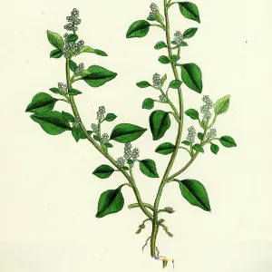 Chenopodium Vulvaria ; Chenopode à odeur de fromage. Chenopodium Vulvaria ; Chenopode à odeur de fromage.