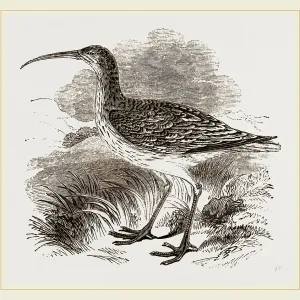 Whimbrel Print by Librifly Whimbrel Print by Librifly