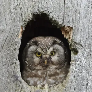 Tengmalms/Bohnerohr (Aegolius funereus), aus einem Loch im Baum hervorschauend, Kuusamo Tengmalms/Bohnerohr (Aegolius funereus), aus einem Loch im Baum hervorschauend, Kuusamo