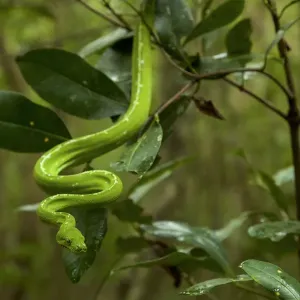 Green Python Print, Iron Range National Park Green Python Print, Iron Range National Park