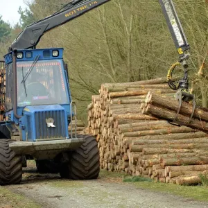 Forestry workers with forwarder machine, removing felled timber from Dunwich Forest Print Forestry workers with forwarder machine, removing felled timber from Dunwich Forest Print