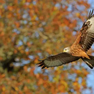 Red Kite in Flight Print Red Kite in Flight Print