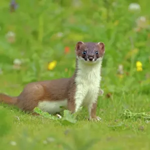 Stoat Print (Mustela erminea), UK, July 2020 Stoat Print (Mustela erminea), UK, July 2020