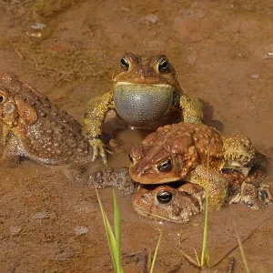 American toad pair in amplexus Print American toad pair in amplexus Print
