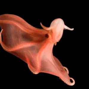 Deepsea Cirrate Octopod Print, 830m Depth Deepsea Cirrate Octopod Print, 830m Depth